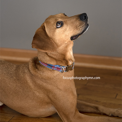 Pets Photography | Focus Photography by Susan